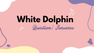 White Dolphin By Gill Lewis (Questions/Answers Chapters 25-27)